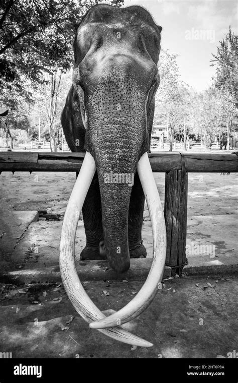 Giant tusk tusks hi-res stock photography and images - Alamy