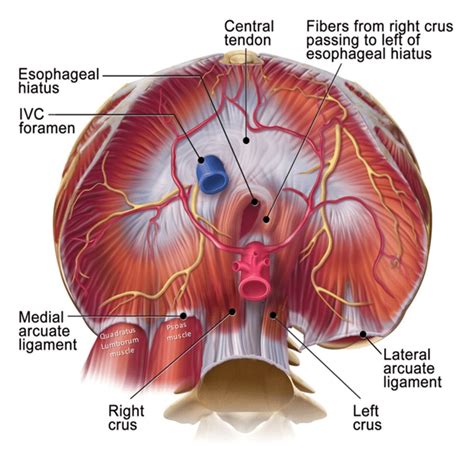 Image result for hiatuses of diaphragm Thorax, Senior Fitness, Kinesiology, Physiology, Drawing ...