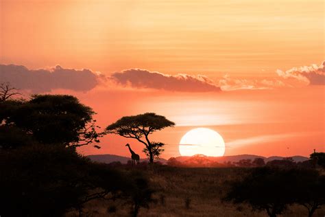 Wildlife Photography in the Serengeti, Africa - Adventure & Landscape Photographer - Tom Archer