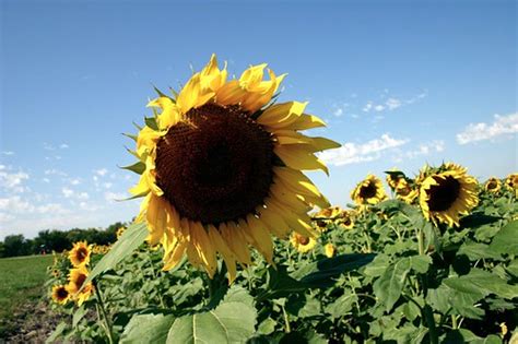 Kansas state flower up close | Lelonopo | Flickr