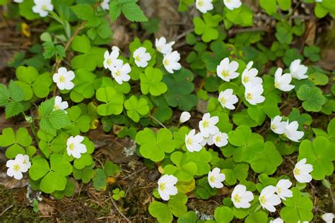 Oxalis Weed Control - #1 Way to Get Rid of Oxalis | Senske