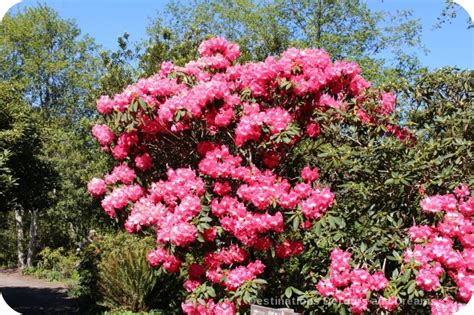 Rhododendrons at Mendocino Coast Botanical Gardens | Destinations Detours and Dreams