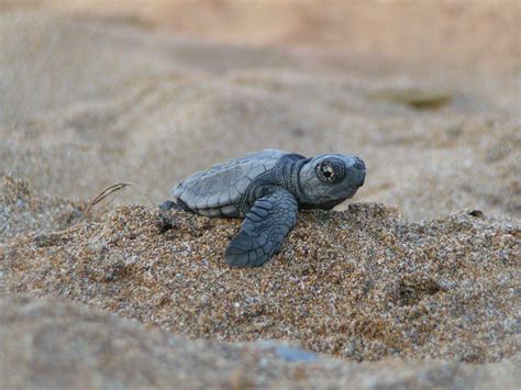 Baby Turtles Wallpapers - Wallpaper Cave