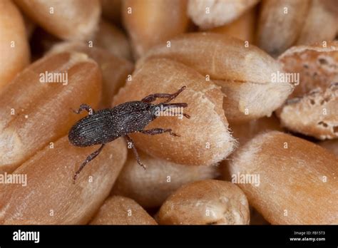 Wheat weevil, granary weevil, grain weevil, Schwarzer Kornkäfer, Sitophilus granarius, Calandra ...