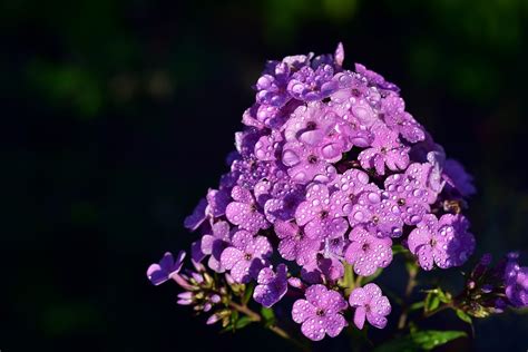 Bouquet Hydrangea