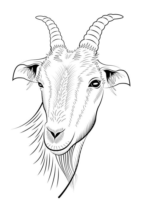 Head Goat handdrawn lineart isolated 2402180 Vector Art at Vecteezy