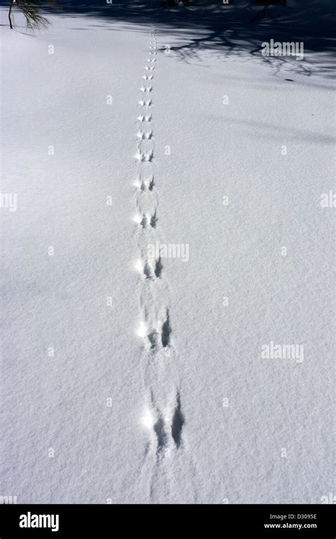 Skunk Footprints In Snow