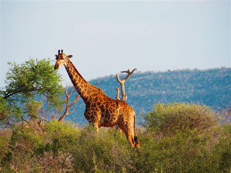 Southern giraffe stock image. Image of giraffe, africa - 86828283