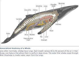 whale anatomy diagram | Whale, Anatomy, Bowhead whale