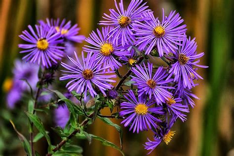 Asters In Autumn Photograph by Beth Akerman