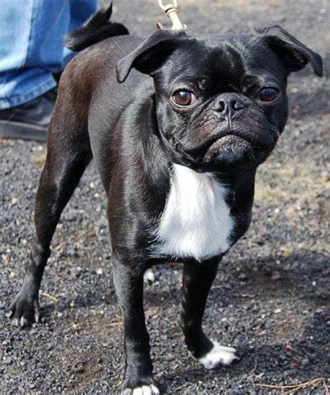 Bugg (Boston Terrier and Pug Mix)