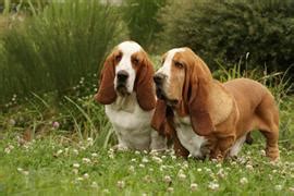 129 Basset Hound Names at DogNamed.com