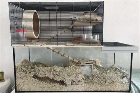 How To Set Up A Gerbil Cage (Gerbil Habitat Setup Guide)