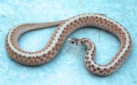 Storeria dekayi – DeKay’s Brownsnake | Vermont Reptile and Amphibian Atlas