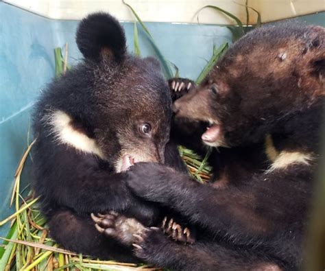 Moon bear cubs rescued from cages in Laos after being kept illegally ...