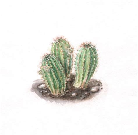 Cacti Watercolor Painting Royalty Free Stock Photography - Image: 4314107