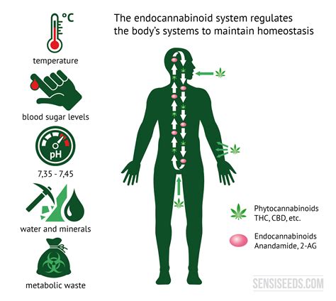 French doctor explains us endo-cannabinoid system