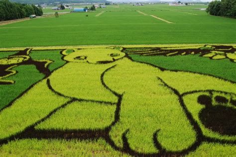 Export Portal: Rice Field Art In Japan