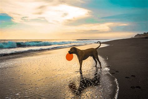 A Guide to Playing Dog Frisbee and Choosing the Perfect Disc For Your ...