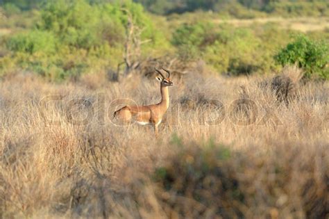 Gerenuk in the National Reserve of ... | Stock Photo | Colourbox