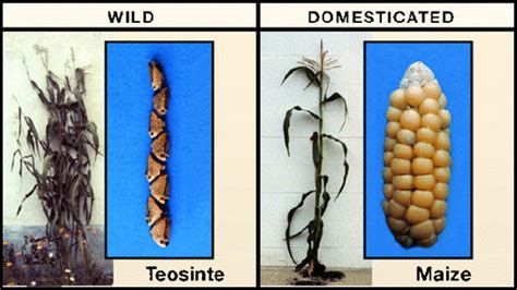 The History of Corn’s Domestication | Real Archaeology