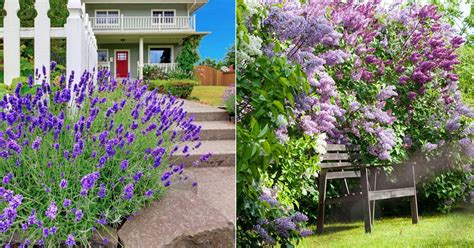 Lilac vs Lavender: All the Differences | Balcony Garden Web