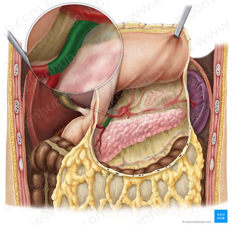 Gastroduodenal artery (#1291) – Kenhub Image License Store