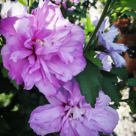 Double Purple Hardy Hibiscus For Sale Online | The Tree Center