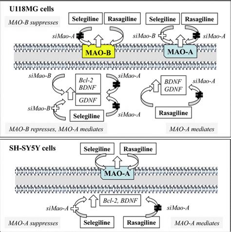 MAO-B and MAO-A contradictorily regulate gene induction by selegiline ...