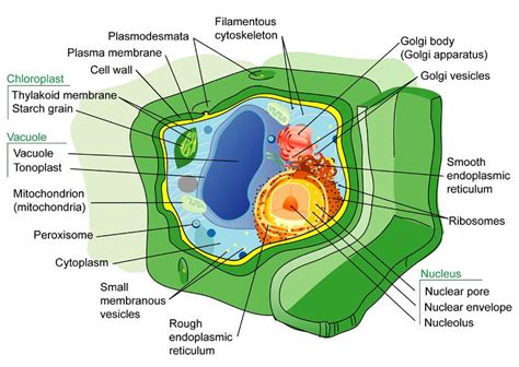 2.11: Plant Cell Structures - Biology LibreTexts