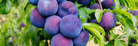 12 Types Of Plums To Grow In The UK | Horticulture.co.uk