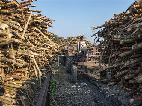 Explainer: Is There A Looming Sugar Shortage? - Forbes India