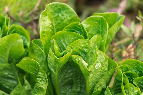 High-Yield Vegetable Plants for Small Garden Spaces