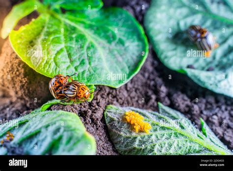 Mating Colorado potato beetles on a potato leaf. Oviposition of potato ...