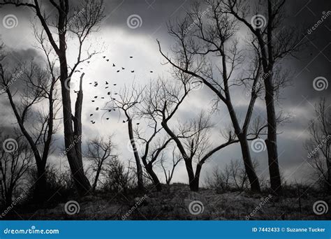 An eerie night stock image. Image of bare, flock, moonlight - 7442433