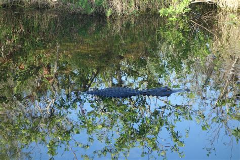 Snowbirds in Florida – Not Your Usual Winter – Roaming About