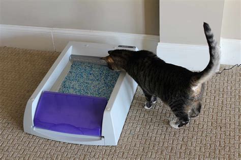 PetSafe ScoopFree Ultra Litter Box Review: Wishful Thinking