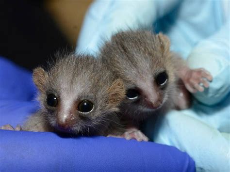 Grey Mouse Lemur | Baby animals, Newborn animals, Cute animals