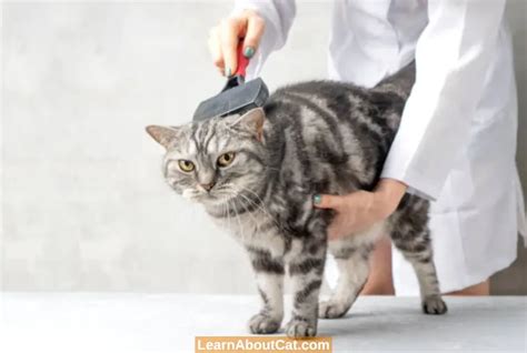 What Causes Matted Cat Fur? A Guide To Preventing And Removing Matted Cat Hair - LearnAboutCat