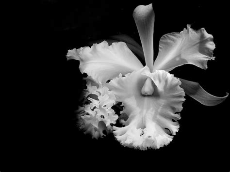 White Orchid. Black and White Photograph by Jenny Rainbow - Fine Art America