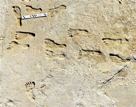 New Radiocarbon Dating Confirms Age of 23,000-Year-Old Human Footprints in New Mexico ...