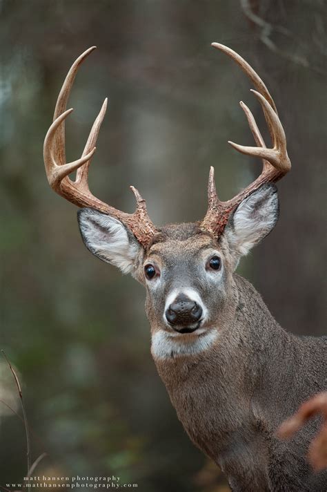 Professional Whitetail Deer Photography | Matt Hansen