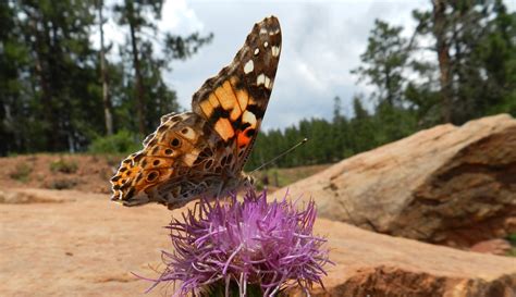 Discover Gila County | Four Peaks Wilderness