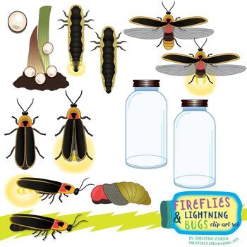 Firefly and Lightning Bugs Life Cycle Clip Art Set | TPT