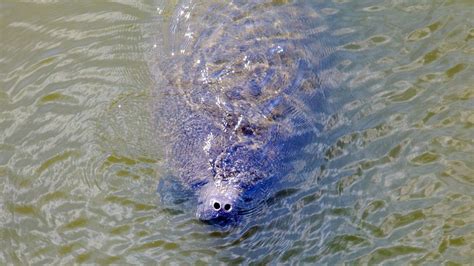 Manatee Viewing Center in Apollo Beach, Florida | Expedia.ca