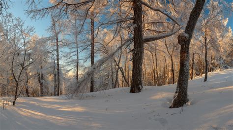 Russian winter forest from a fairy tale · Russia Travel Blog