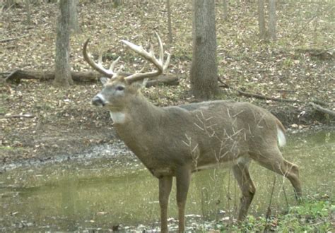 What Does a Deer With CWD Look Like? - NDA