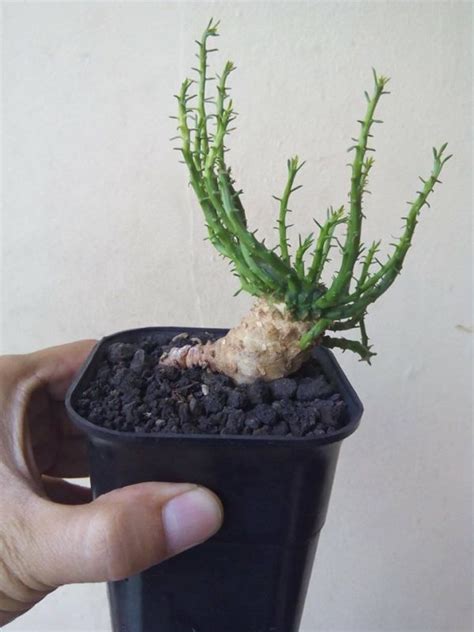 Euphorbia Caput-Medusae Seeds, Succulent Seeds, Variety#026 – Rooted Retreat