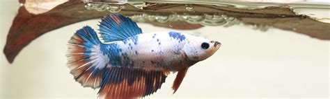 Betta Fish Tank Decoration Ideas & Advice - Bettaboxx