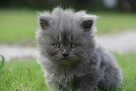 persian kittens | Ladies Korner: Grey persian kittens for sale in cheap ...